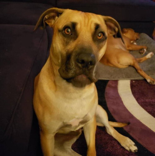 SABRINA BRANDY - American Staffordshire Terrier / Terrier available for adoption
