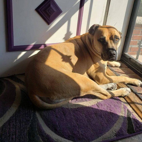 SABRINA BRANDY - American Staffordshire Terrier / Terrier available for adoption