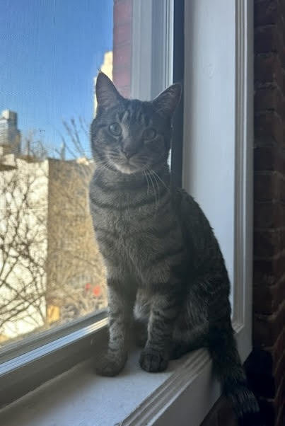 picture of the cat needing adoption