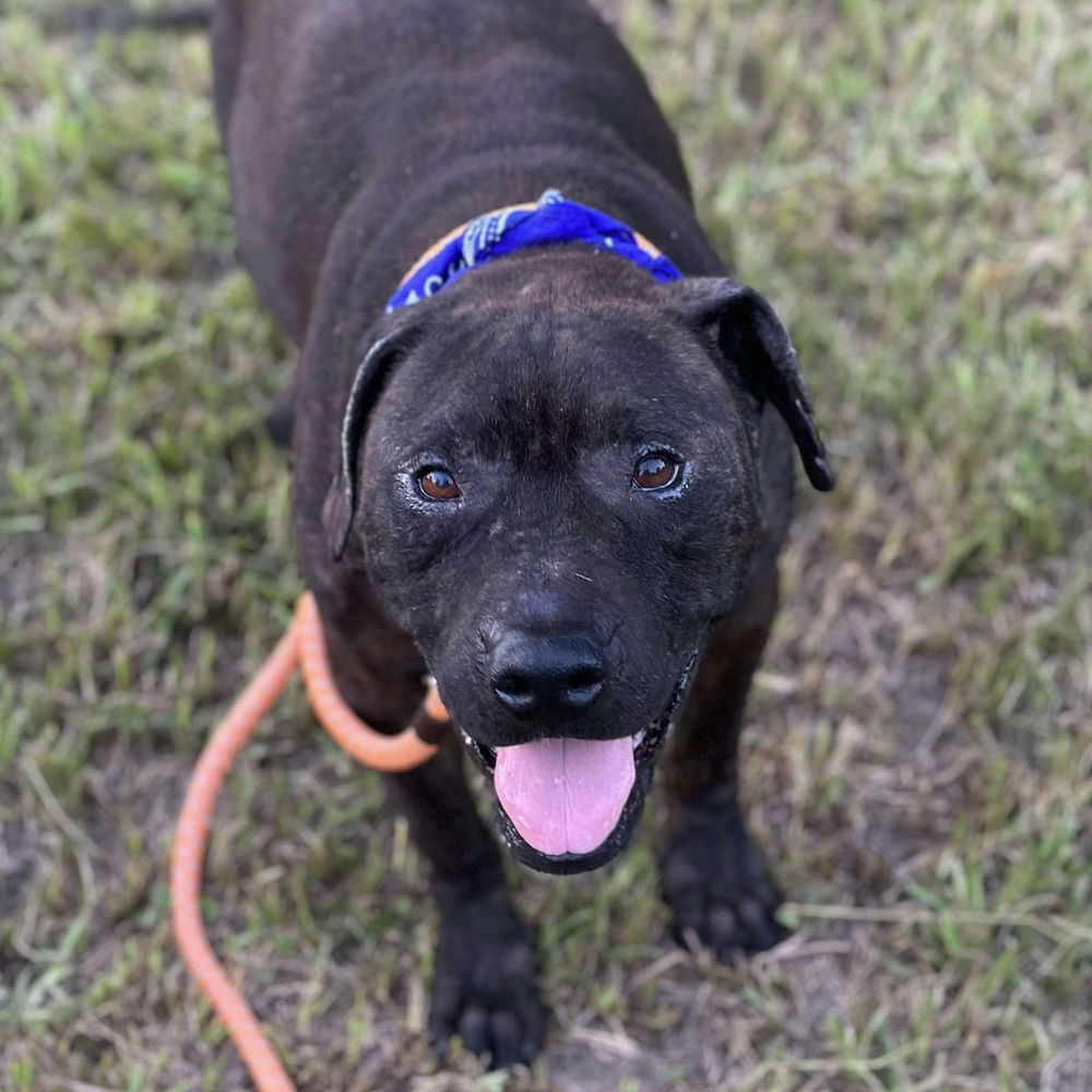 adoptable Dog in Whitestone, NY named Milkshake