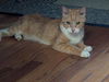 adoptable Cat in Whitestone, NY named Gio