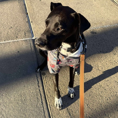 BROCK - Labrador Retriever / Terrier available for adoption
