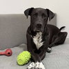 Brock - Photo 3