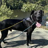 Brock - Photo 4