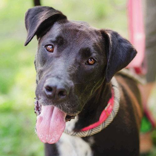 BROCK - Labrador Retriever / Terrier available for adoption