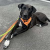 Brock - Photo 4