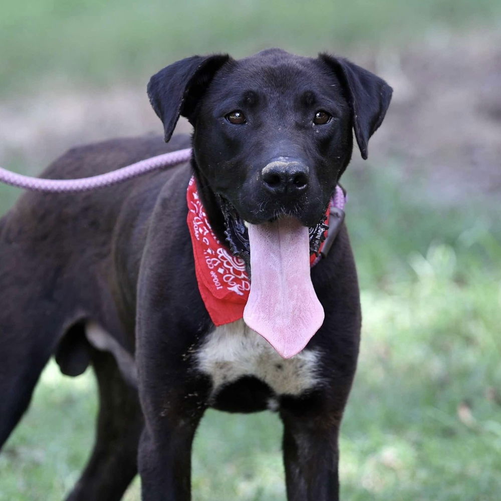 adoptable Dog in Whitestone, NY named Brock