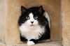 adoptable Cat in Whitestone, NY named Ring Ding