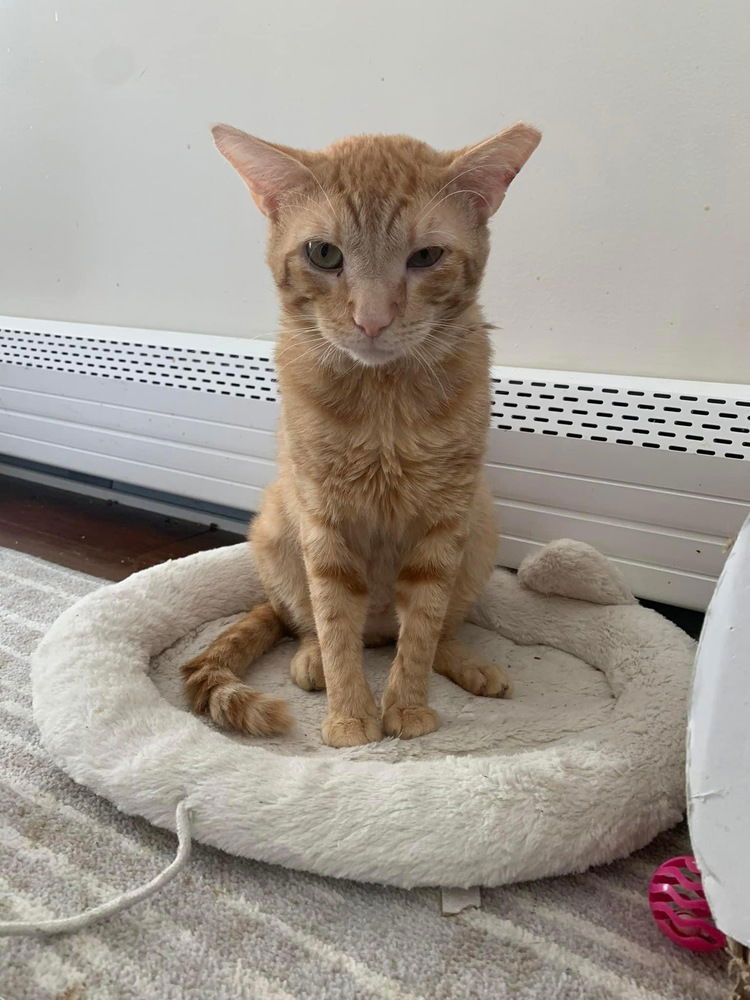 adoptable Cat in Whitestone, NY named Colin