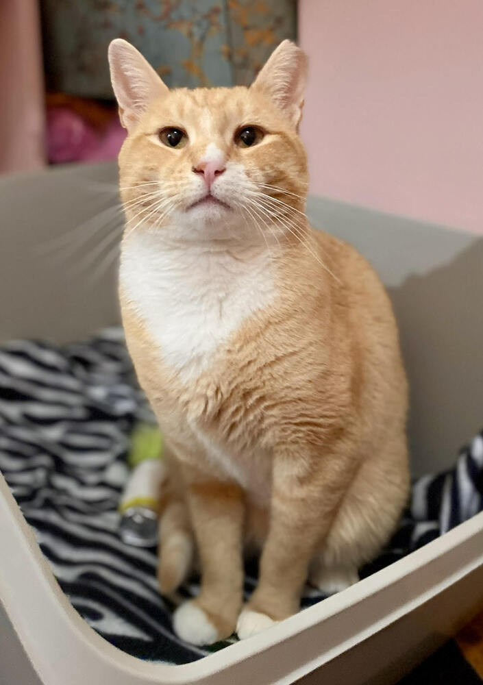 adoptable Cat in Whitestone, NY named Buddy