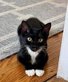 adoptable Cat in Whitestone, NY named Jana