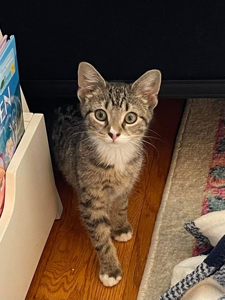 adoptable Cat in Whitestone, NY named Janice