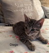 adoptable Cat in Whitestone, NY named Diego