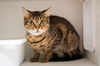 adoptable Cat in Whitestone, NY named Antonieta