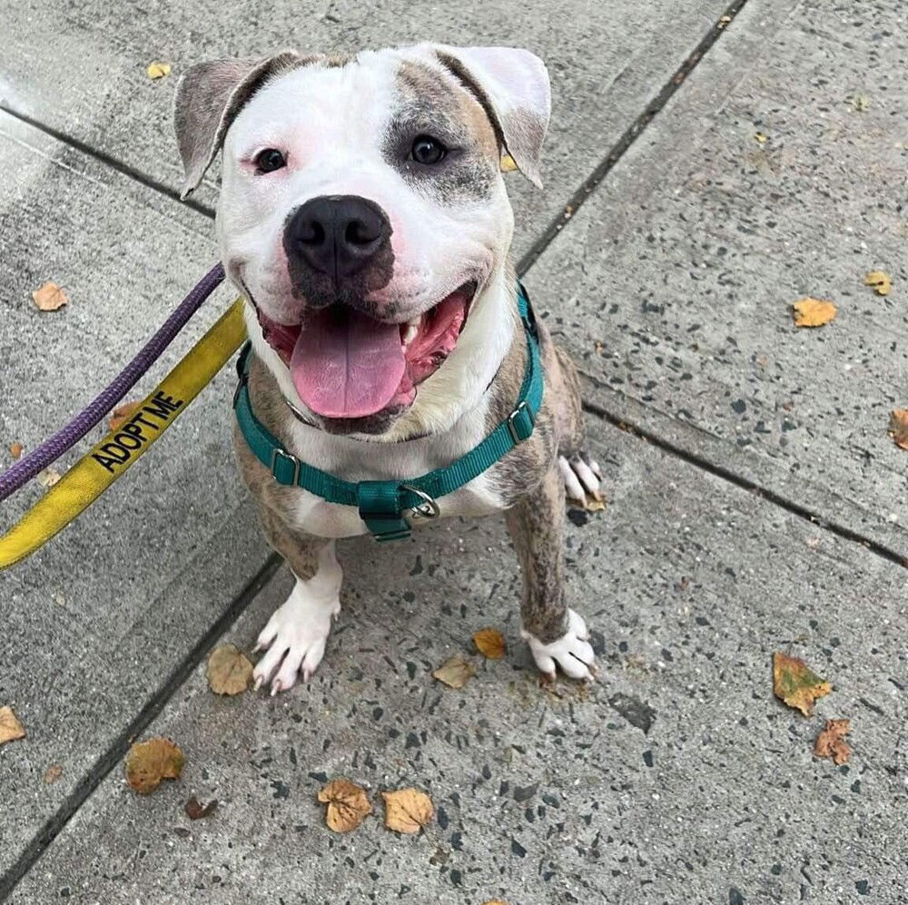 adoptable Dog in Whitestone, NY named Sugarfoot