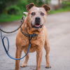 adoptable Dog in whitestone, NY named Sampson