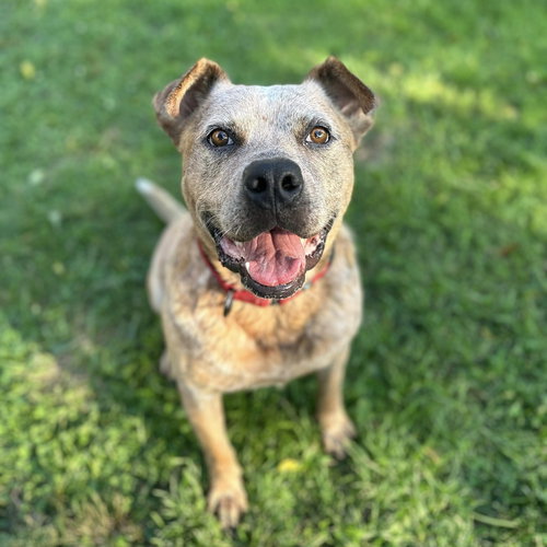 SAMPSON - American Staffordshire Terrier / Terrier available for adoption