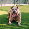 Sampson - Photo 2