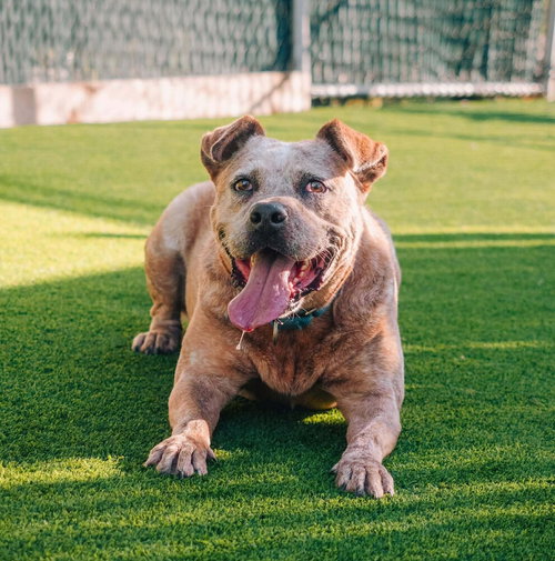 SAMPSON - American Staffordshire Terrier / Terrier available for adoption