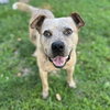 Sampson - Photo 4
