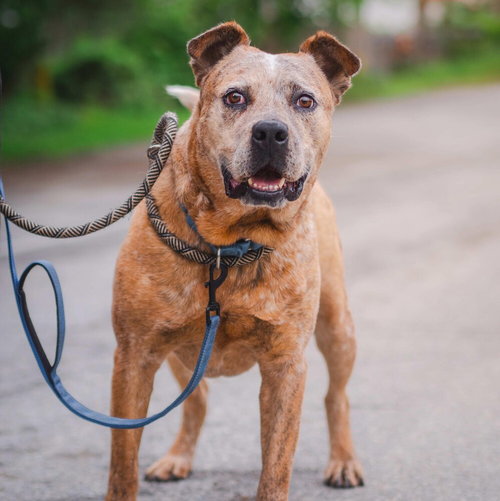 SAMPSON - American Staffordshire Terrier / Terrier available for adoption