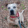 Sampson - Photo 3