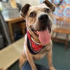 Sampson - Photo 4