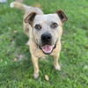 adoptable Dog in Whitestone, NY named Sampson