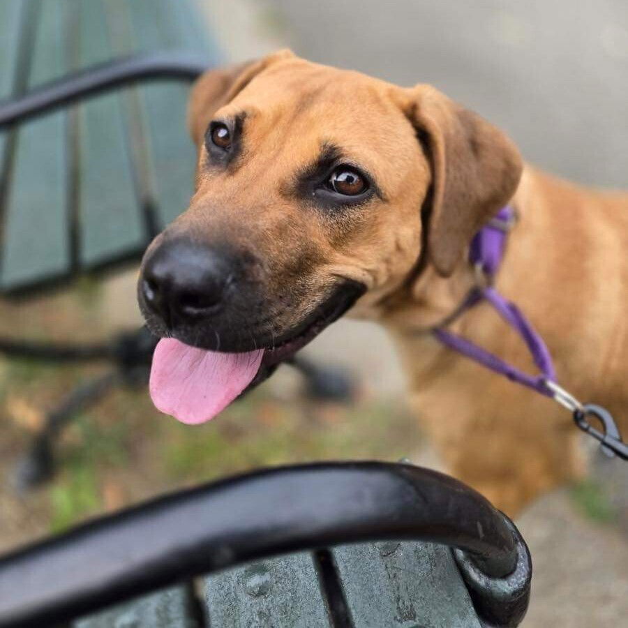 adoptable Dog in Whitestone, NY named Rory