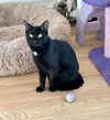 adoptable Cat in whitestone, NY named Turtle