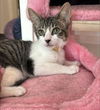 adoptable Cat in Whitestone, NY named Alec