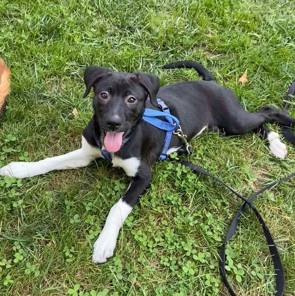 adoptable Dog in Whitestone, NY named Neon (p)