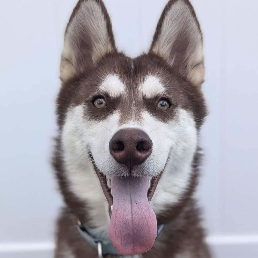 adoptable Dog in Whitestone, NY named Meeko