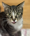 adoptable Cat in Whitestone, NY named Damian