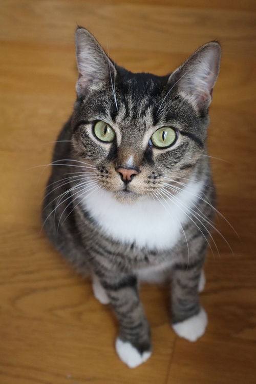 picture of the cat needing adoption