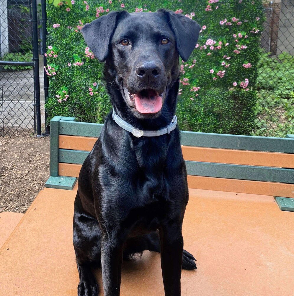 adoptable Dog in Whitestone, NY named Jackrabbit