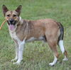 adoptable Dog in  named Benedict