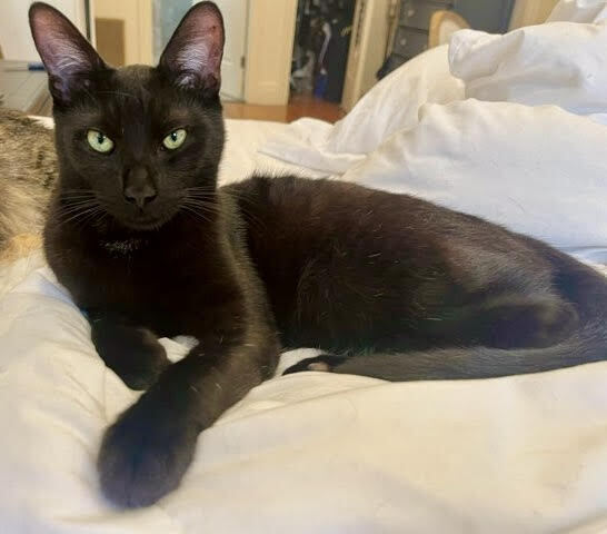 adoptable Cat in Whitestone, NY named Charcoal