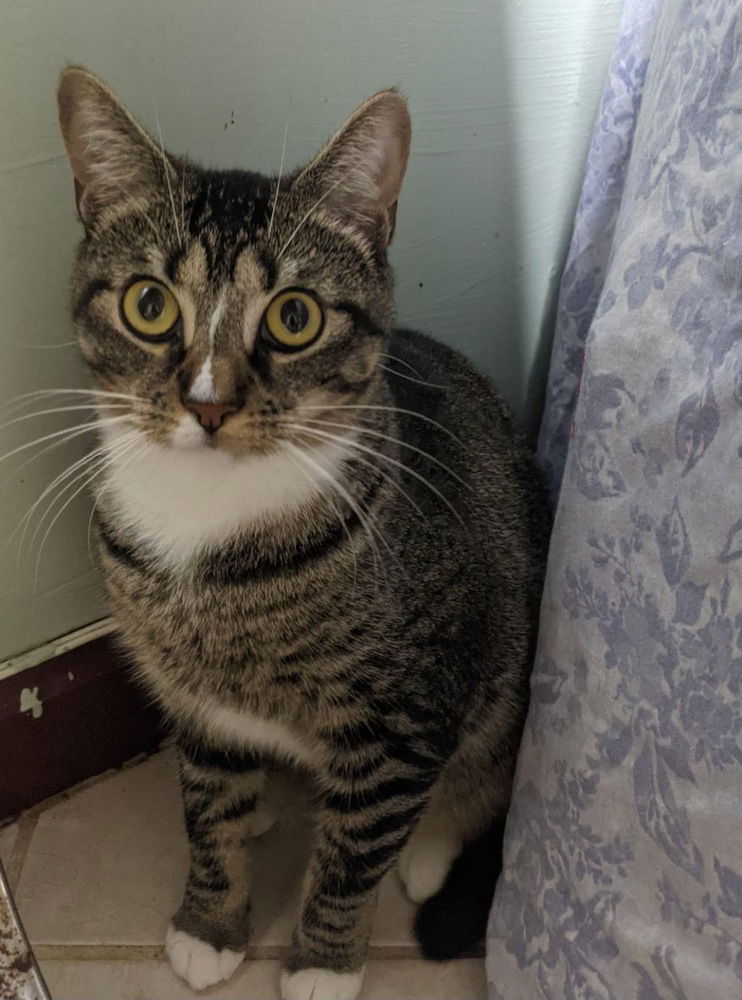 adoptable Cat in Whitestone, NY named Rubi