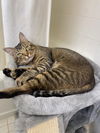 adoptable Cat in Whitestone, NY named Ace