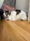 adoptable Cat in Whitestone, NY named Musette