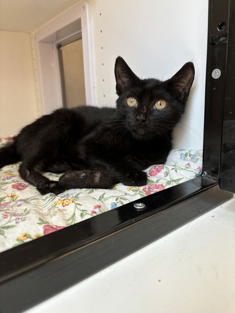 adoptable Cat in Whitestone, NY named Fortunata