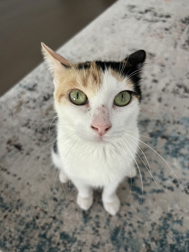 adoptable Cat in Whitestone, NY named Gracie