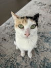 adoptable Cat in whitestone, NY named Gracie
