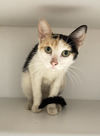 adoptable Cat in Whitestone, NY named Graziella