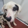 adoptable Dog in Whitestone, NY named Zac