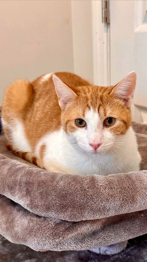 picture of the cat needing adoption