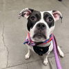adoptable Dog in whitestone, NY named Lydia Deetz