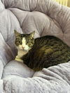 adoptable Cat in , NY named Winifred