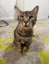 adoptable Cat in whitestone, NY named Sticks